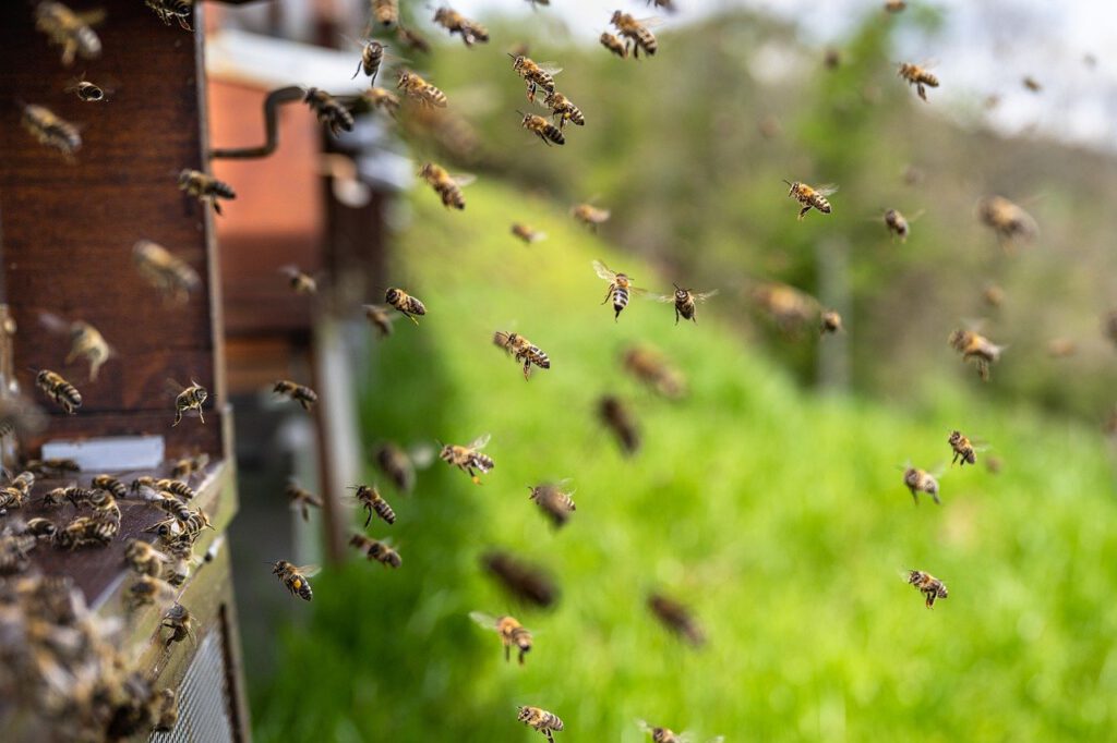 Es summt und brummt in unserem Insektenhotel!